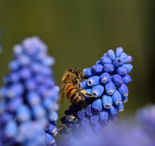 En bi i blå blomster | Komponents Udviklingsstrategi